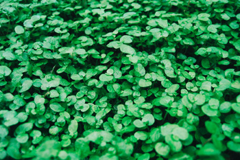 a field of clover to represent St. Patrick's Day