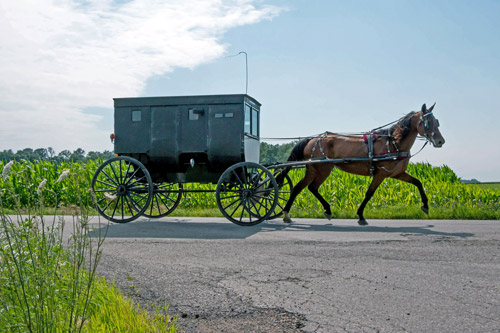 Horse-drawn buggy