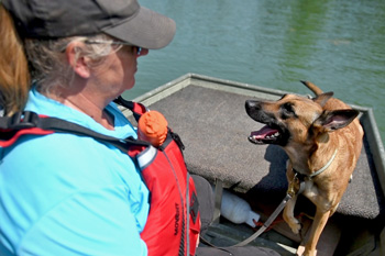 Dog looking at human on boat