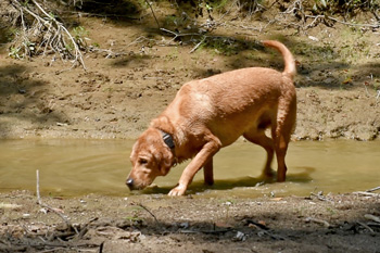 Dog sniffing water in creek