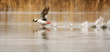 A bufflehead skips across the water at Willow Slough FWA as it scurries to liftoff. 