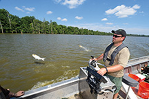 Silver carp startled by boat-motor vibrations leap from Hovey Lake near a research boat piloted by DNR fisheries biologist Craig Jansen. 