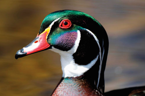 Triston Vittorio Greenwood, Johnson County Triston snapped this shot of a wood duck on an early April afternoon at Eagle Creek Park in Indianapolis. He fell in love with nature photography six years ago because it helps him catch everyday beauty that might otherwise go unnoticed. He has subscribed to OI for one year. 