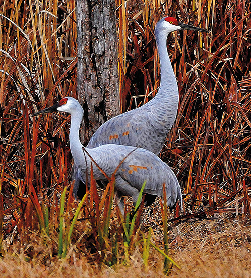 JOHN FITZPATRICK Albion (Noble County) John snapped these sandhill cranes while visiting one of Chain O’Lakes State Park’s 13 kettle lakes with his Nikon D300. He lives nearby and visits several times a year to practice his amateur photography hobby. He is a retired elementary school teacher who has subscribed to OI for 30 years. 
