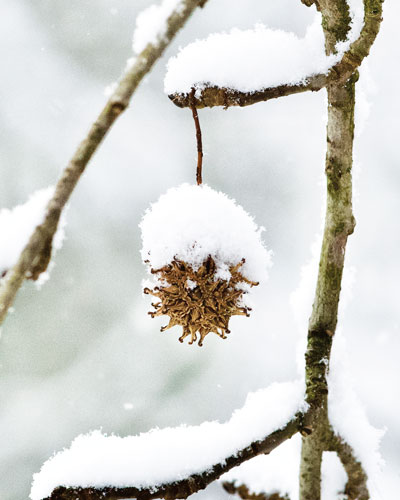 GLEN RICHARDSON LaPorte, Porter County Glen took this photo of a sweetgum ball from the second-floor bedroom window of his home. He said the temperature and snowfall were ideal for it, he just had to wait for the right time to get the shot right. A chemical engineer, he has subscribed to OI for two years. 