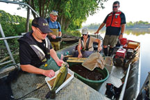 
Scientists gather data from White River fish in Indianapolis. The crew consisted of (left to right) DNR biologist Seth Bogue, Muncie biologist Drew Holloway, DNR biologist Sandy Clark-Kolaks, and IDEM environmental scientist Kevin Gaston. 
 
