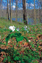 
Large-flowered trilliums bloom along Red Springs Loop Trail in Hornbeam Nature Preserve at Whitewater Memorial State Park. (John Maxwell photo) 
 