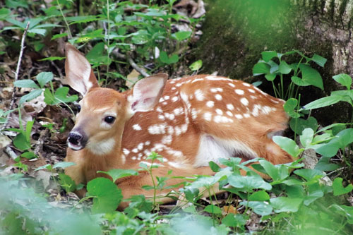 Hannah was walking through the wooded area behind her house in the late afternoon when she saw this fawn lying next to a tree. The high school sophomore had just started her photography hobby and was encouraged to send in some photos after showing them to her grandparents, who are Outdoor Indiana subscribers.  