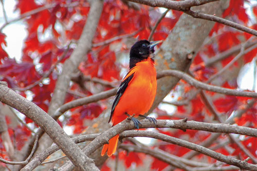 Alex was helping his grandmother set up her birdfeeders at her home in Stroh, in LaGrange County, when he found this Baltimore oriole. Alex is a cook and an aspiring photographer who loves birds and being out in nature. He took the photo with his Canon t4i. 