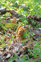 Patoka Lake yellow morels. Photo by John Maxwell. 