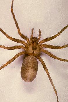 Indiana Spiders Identification Chart