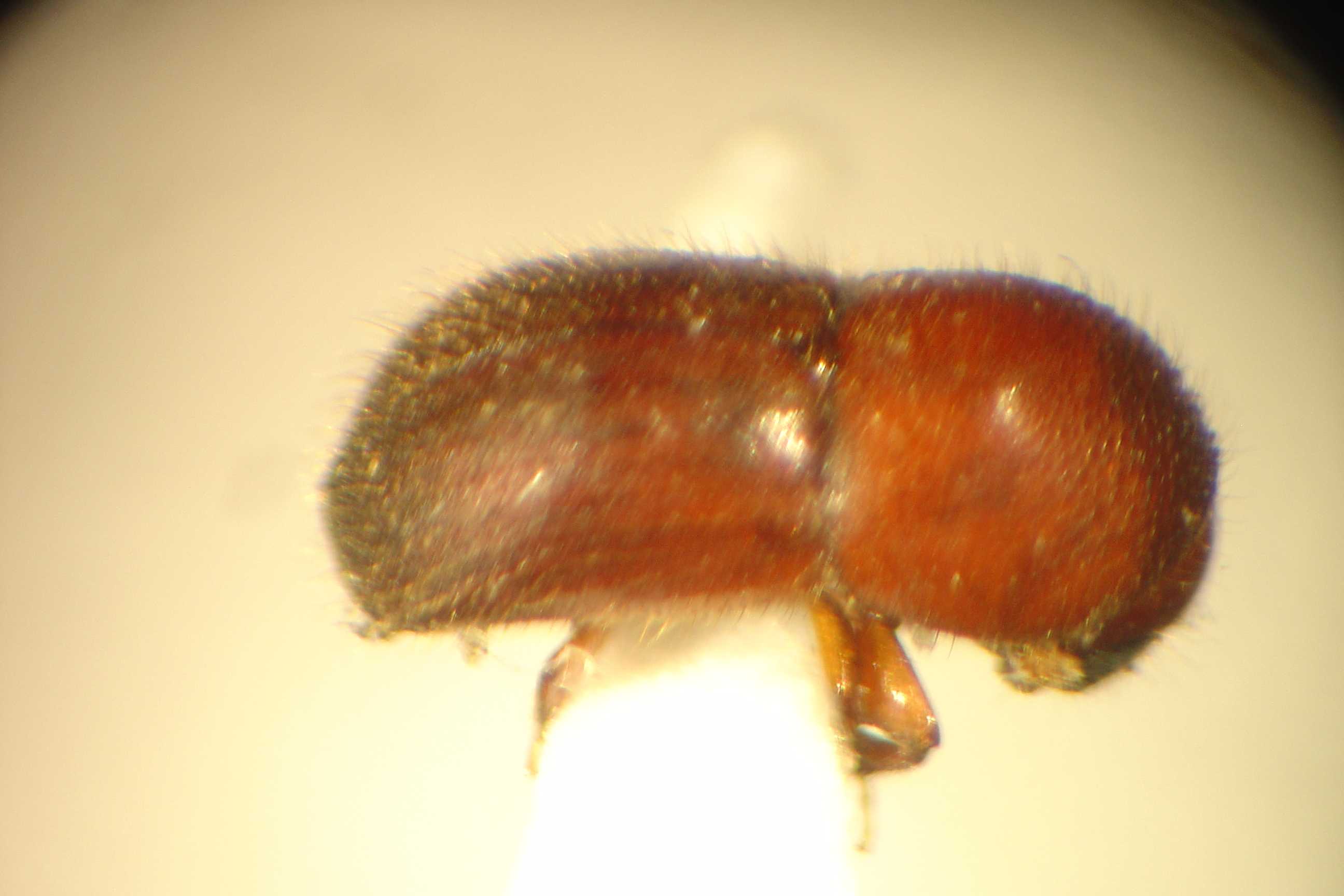 Asian Ambrosia Beetle