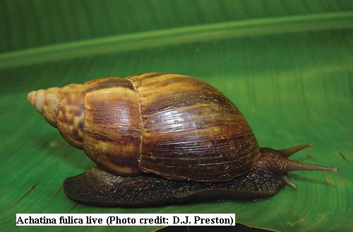 Giant African Land Snail