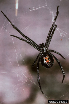 Black Widow Spider