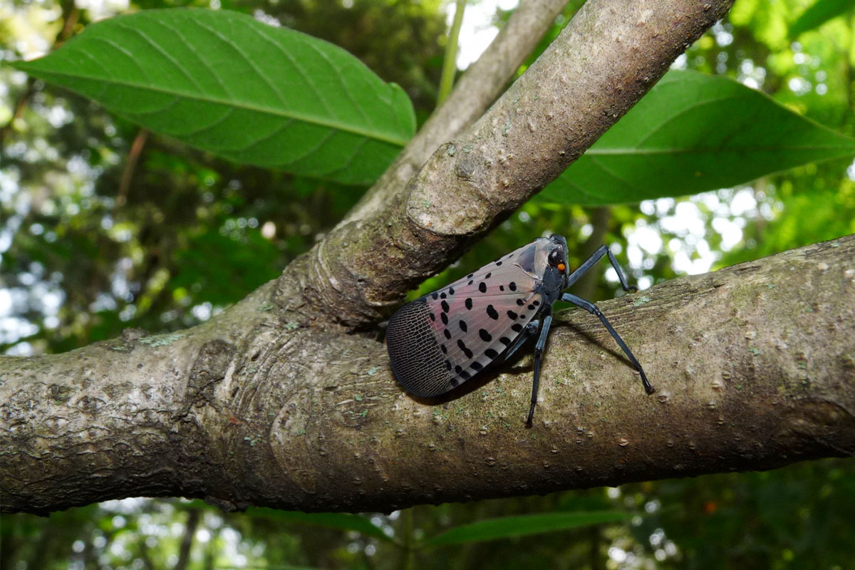 Spotted Lanternfly