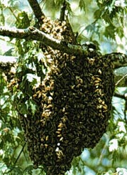 Honey Bee Swarm