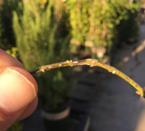 Boxwood Blight Boxwood Blight