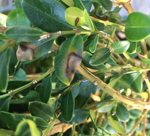 Boxwood Blight