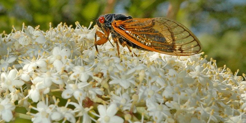 cicada on flower
