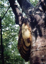 Exposed Honey Bee Nest