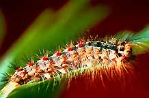 Spongy Moth larvae