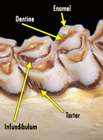 Deer Tooth Diagram