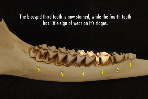 Photo of deer jaw with stained third tooth, while the fourth tooth has little sign of wear on it's edges.