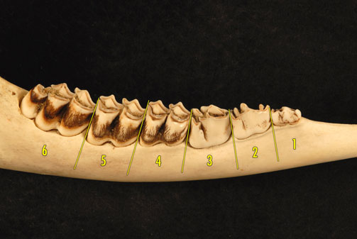 Deer Jaw Diagram