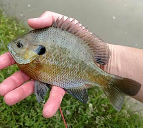 Stream Fishing 101  Live Bait Tactics for Bass and Trout