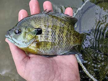 Blue gill fish