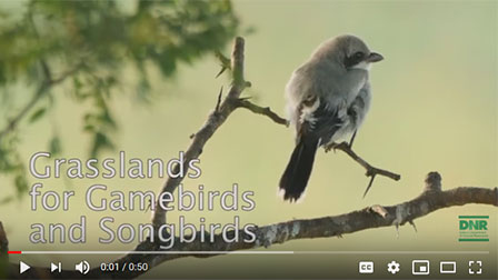 Grasslands for Gamebirds and Songbirds You Tube video