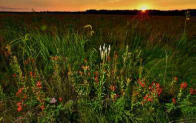 grassland fields