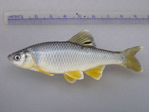 Spotfin Shiner fish