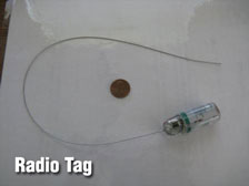 Radio tag for walleye