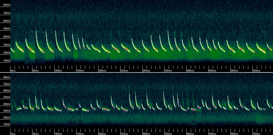 The echolocation calls of a big brown bat (top) and eastern Eastern red bat (bottom) recorded in Columbus, IN, during summer surveys in 2021.
