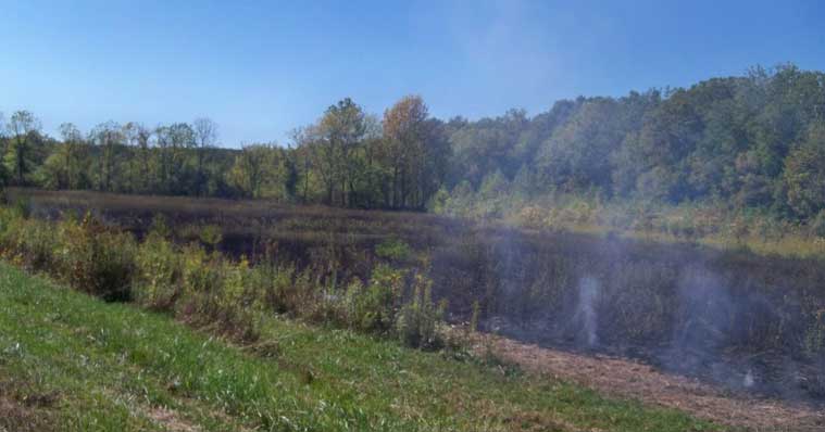 After Prescribed Burn