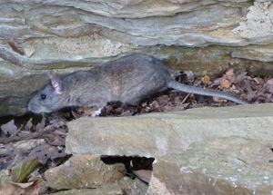 Allegheny Woodrat