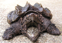 DNR: Fish & Wildlife: Alligator Snapping Turtle