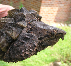 Alligator Snapping Turtle Beak