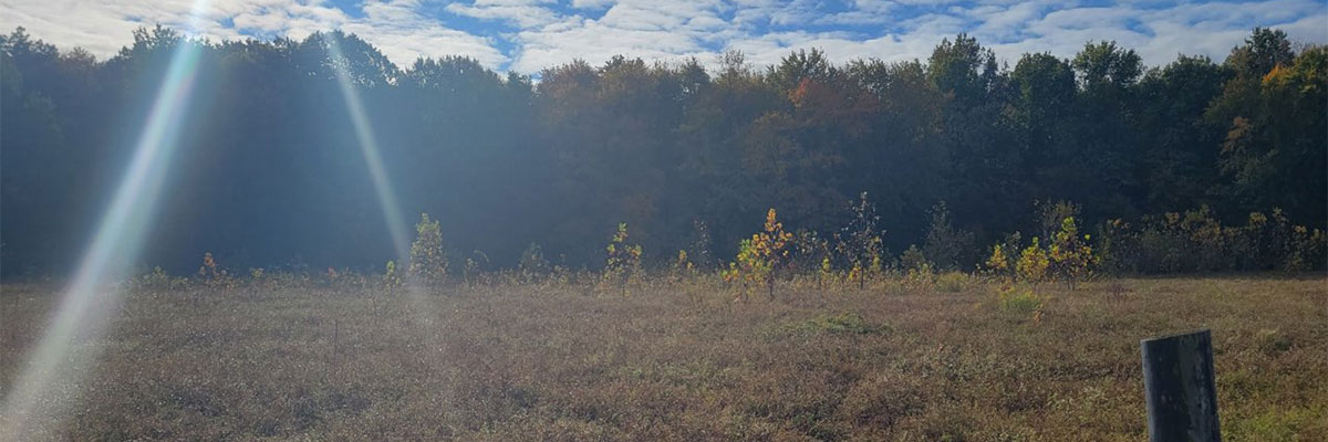 Field with trees in background