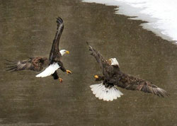 DNR: Fish & Wildlife: Bald Eagle
