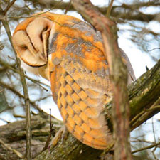 DNR: Fish & Wildlife: Barn Owl DNR: Fish & Wildlife: Barn Owl