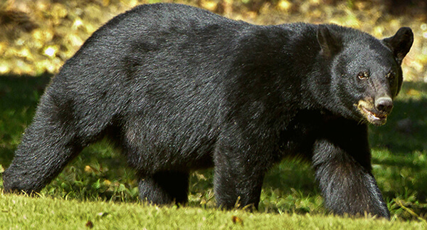 black bear