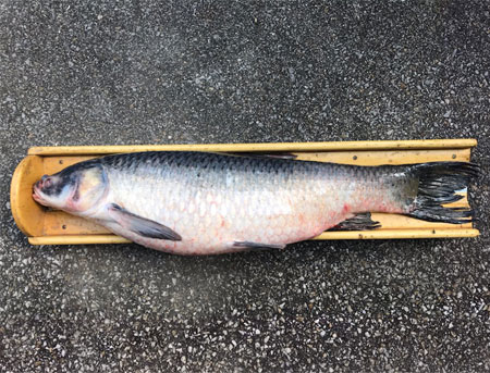 DNR: Fish & Wildlife: Black Carp in Indiana