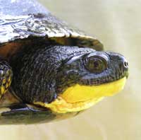 Blanding's Turtle