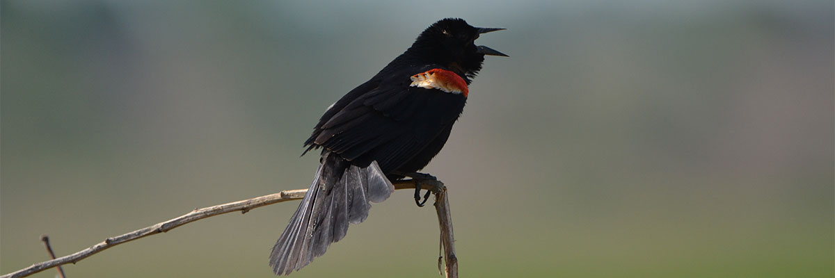 red-winged blackbird on branch