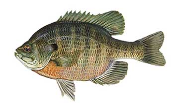 Blue gill
