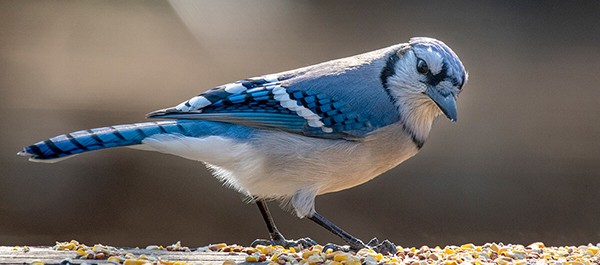 blue jay