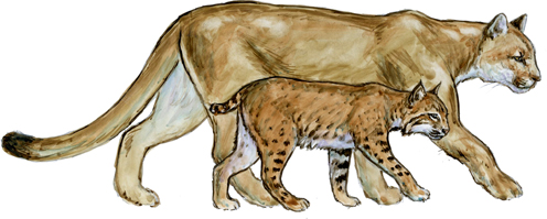 24 Different Types of Wild Cats
