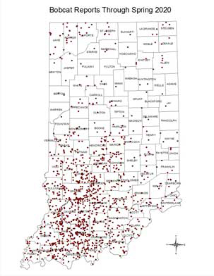 DNR: Fish & Wildlife: Bobcats